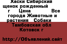 Хаски Сибирский (щенок рожденный 20.03.2017г.) › Цена ­ 25 000 - Все города Животные и растения » Собаки   . Тамбовская обл.,Котовск г.